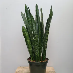 8" sanseveria black coral