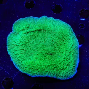 Green Montipora Cap XXL Coral