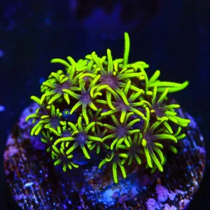 Green Star Polyps Coral