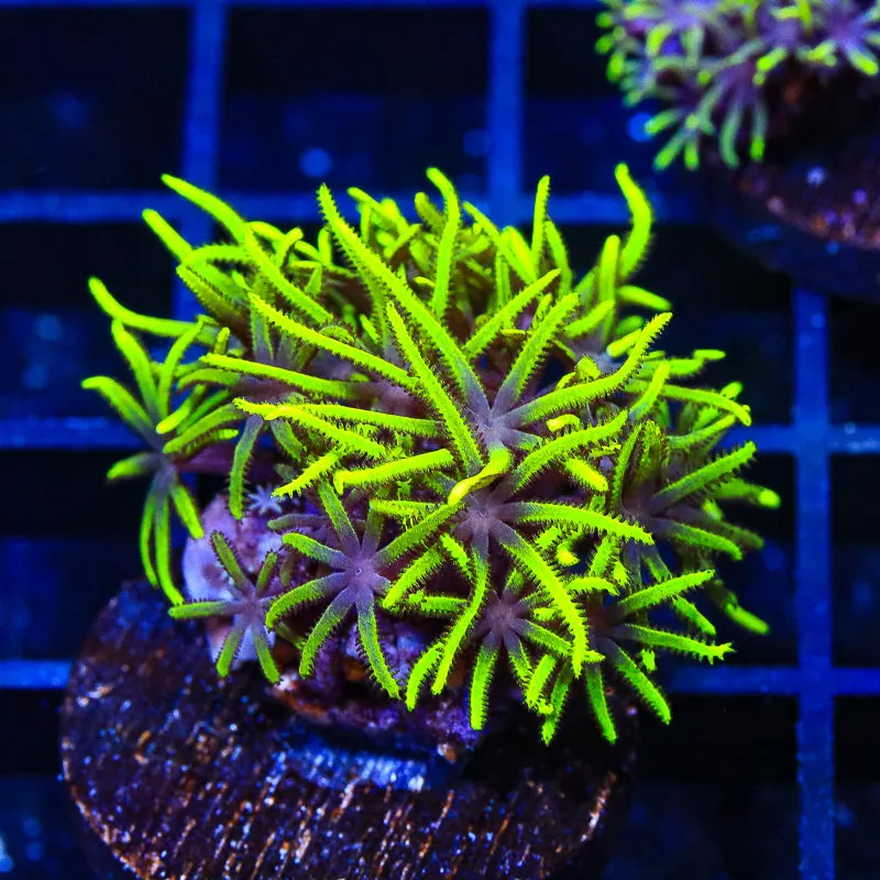 Green Star Polyps Coral