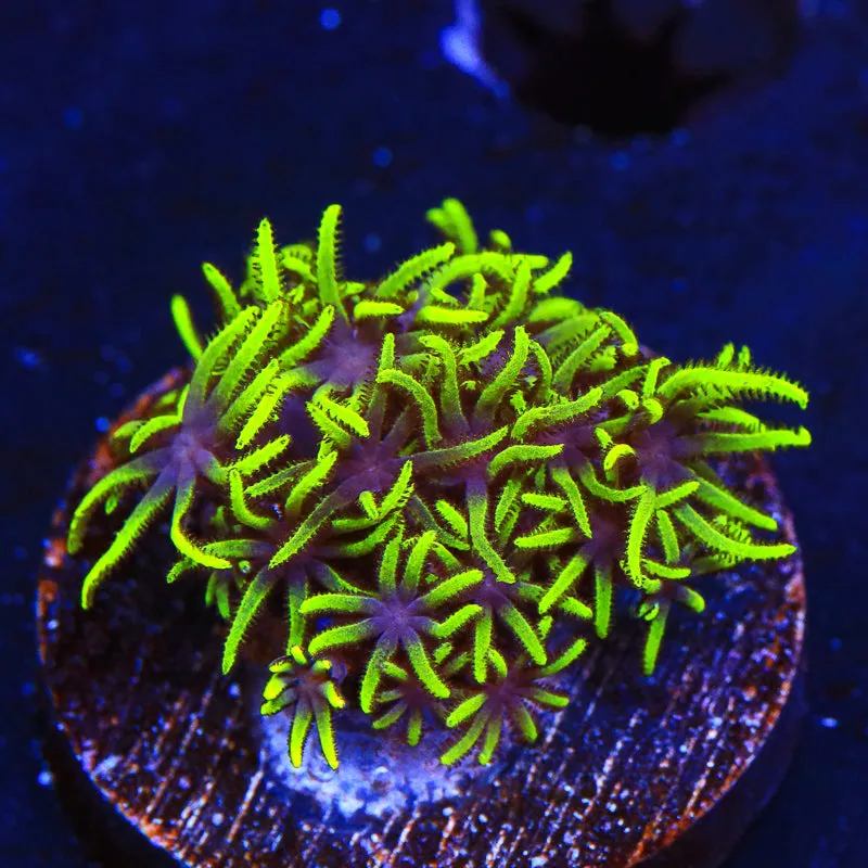 Green Star Polyps Coral