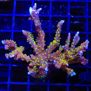 JF Midnight Dynamite Montipora Coral Colony