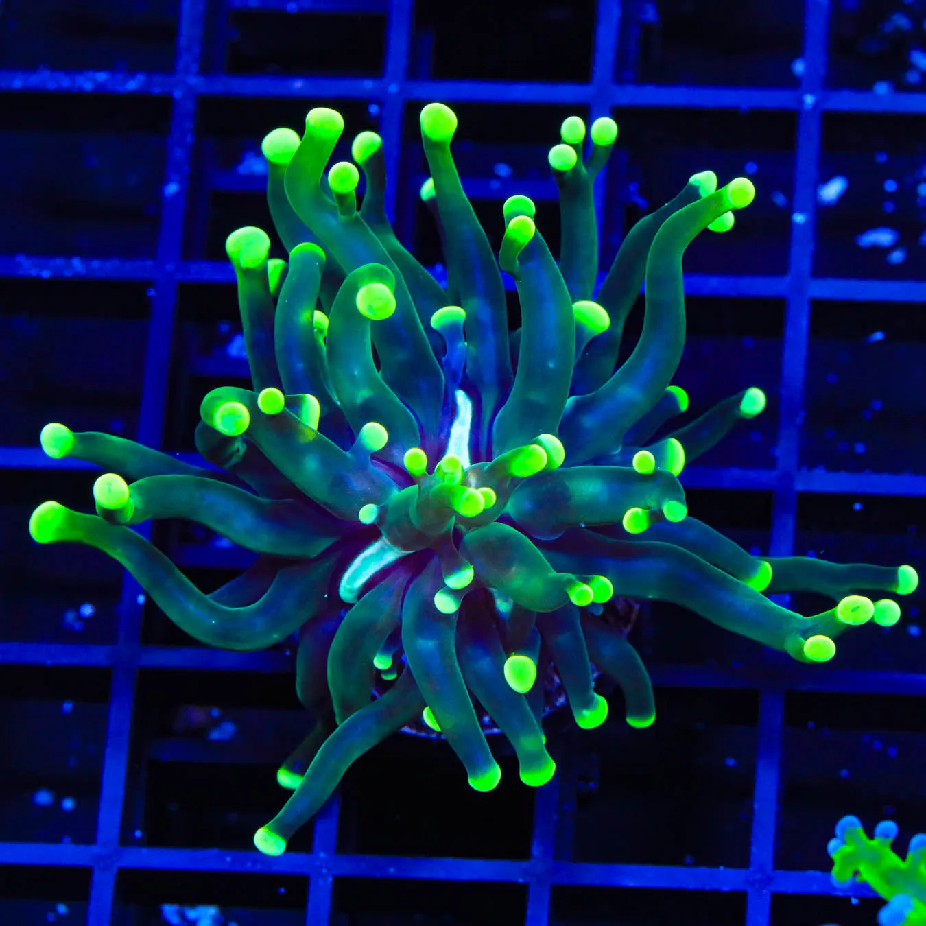 Neon Tip Frogspawn Coral