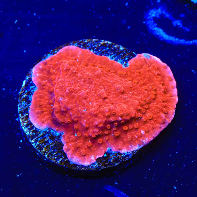 Red Montipora Cap Coral - BYR