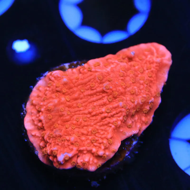 Red Montipora Cap Coral - BYR