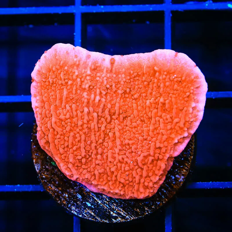 Red Montipora Cap Coral - BYR