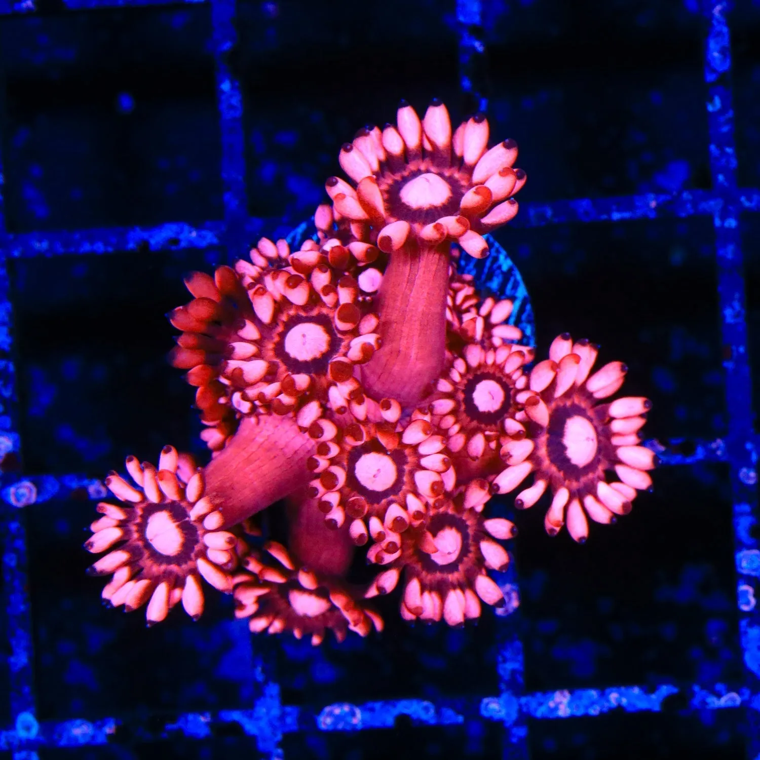 TSA Cherry Blast Goniopora Coral