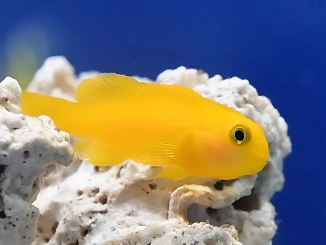 Yellow Coral Goby